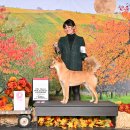 달구벌진도 이미지