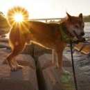 행복한개 이미지