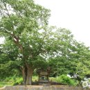 상그린로 이미지