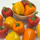 부해농장 | 농장직송 파프리카 효능 신선함 소시지야채볶음 부빈농장