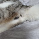 메리알동물병원 | 이천 행복한 동물병원 고양이 접종 및 고양이 성별구분