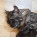 2256 | 분당 고양이 카페 ‘블레스 앤 캣츠’ 전국 1등 고양이 카페 방문후기!