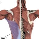 짐프릭 정자시장점 이미지