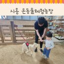 금계농장 | 경기도 시흥 모래놀이 동물먹이주기 무제한 체험할 수 있는 온동물체험농장 내돈내산후기