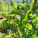 신흥종묘농약사 이미지