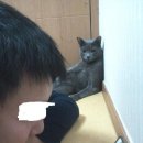라누에 이미지