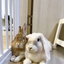 대한토끼 이미지