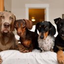 펫플러스 이미지