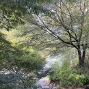 보랏빛민박 | 영월 계곡캠핑장 추천 🏞️ 예다움캠핑장 솔직후기 (채소 따먹는 즐거움까지!)