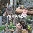 경주버드파크 | 경주아이랑가볼만한곳 추천 경주버드파크 후기 경주여행