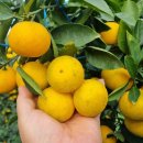 새론농장 이미지