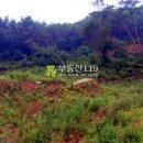 외리농장 Daum카페