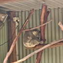 (주)더블유투어월드 | 시드니 블루마운틴 투어 총정리 :: 일일vs선셋 별보기, 페더데일 동물원 시닉월드