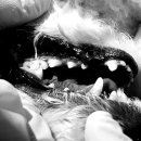 아랑동물병원 이미지