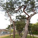 경기 수원 맛집 추천 북수원IC, 국세청 근처 이목동 노송지대 앞＜한우마을＞ 한우갈비정식 “소나무와 수원갈비 문화” 이미지