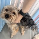 호두네 맡겨보개 이미지