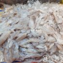 신봉 낚시터 | 개 우럭을 위한 미끼 운용 어디까지 해보셨나요?