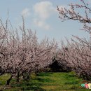 장수한상 이미지