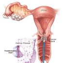 자궁경부암 주의사항! 자궁경부암 백신 부작용 이미지