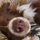 개똥이네캠핑장 이미지