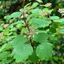 은주목장 이미지