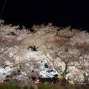 경주 밤 벚꽃놀이 이미지