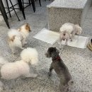 킨더독 이미지