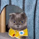 조아(ZOA) 이미지