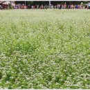 봉평메밀밭 이미지