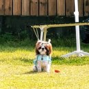 Petshill (펫츠힐) 이미지