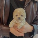 몽냥몽냥강아지분양 - 송파구 올림픽로12길 26 | 몽냥몽냥강아지분양