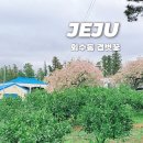 너그러이 | [제주] 회수동 겹벗꽃