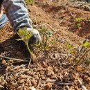 봄내음 가득한 꽃차 | 남해 황토땅에서 자란 봄내음 가득한 햇 땅두릅 효능 및 먹는 법