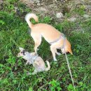 하리네집 이미지