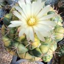 상아지네 이미지