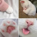 귀여운 아기 고양이 사진~ 이미지