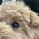 The 예쁘개 이미지