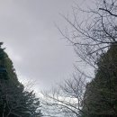 늘, 고운펫 이미지