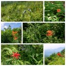 2025년 7월 5일 제 195회차 천상의 화원 금대봉 대덕산 산행 안내입니다. 이미지