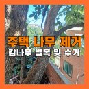 감나무 | 주택 나무 베기 감나무 제거 폐기물 수거