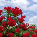 오늘도 맑개 이미지