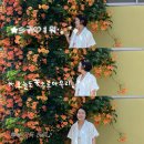 라이언스위밍센터 여수점 | 여수 능소화 나만의 능소화 스팟 능소화 꽃말