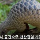더캐시미어;래트바이티 이미지