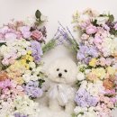 코튼볼스튜디오