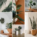 플랜테리어 홈가드닝 이미지