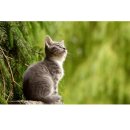 천성카센타 | 고양이 여드름, 고양이 특화 병원에서 추천하는 관리 방법 (광주서구동물병원 YB)
