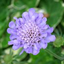 스카비오사 [Scabiosa, 솔체꽃, 핀쿠션꽃] 이미지