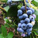 블루베리체험 당진상록수베리농원 충주 청주 당일치기 블루베리농장 체험 추천!