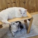 집사의하루 강남점 | 강남 고양이 카페 집사의하루 강남점 내돈내산 후기 - 강남 실내 데이트 놀거리 가볼 만한 곳