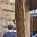 경보 월드 | 가을 경주 가볼만한 곳｜경주월드 신상 스콜앤하티 후기! 드라켄보다 재밌다?